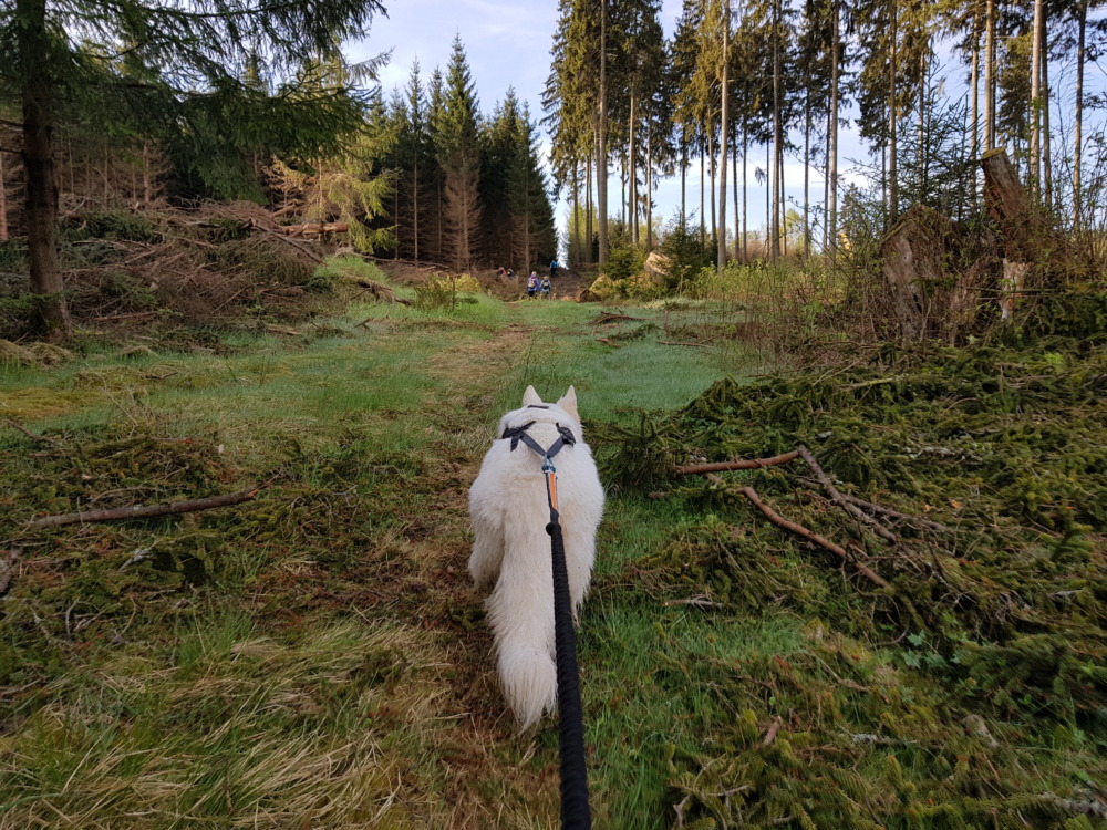 Harzquerung mit Hund – Der Weg ist das Ziel