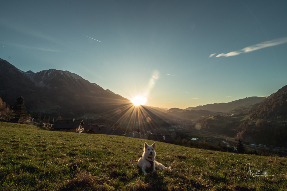 Residenz Gruber: Hundeurlaub der Extraklasse in Bad Gastein