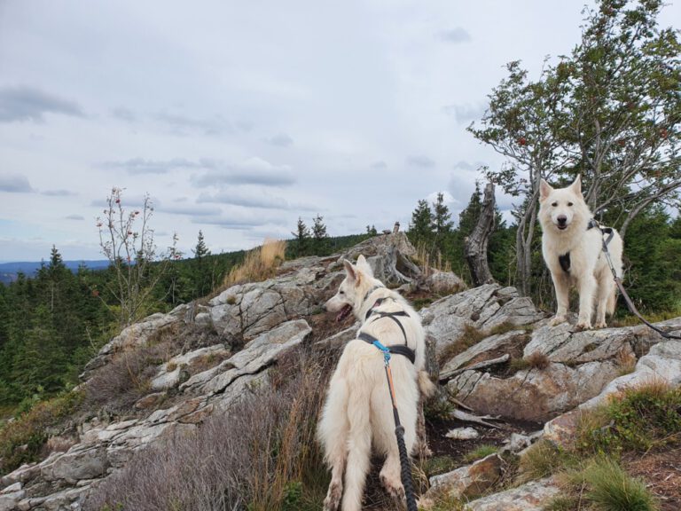 Dogtrekking im Harz Weitwandern mit Hund Maddie unterwegs