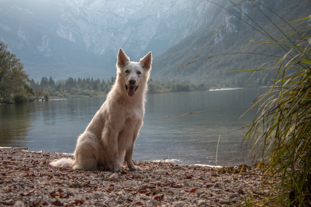 Bohinj See in Slowenien - Roadtrip mit Hund