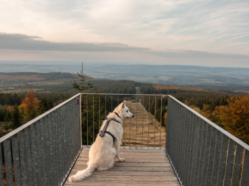 Dein perfekter Hundeurlaub in der Nationalparkregion Hunsrück-Hochwald