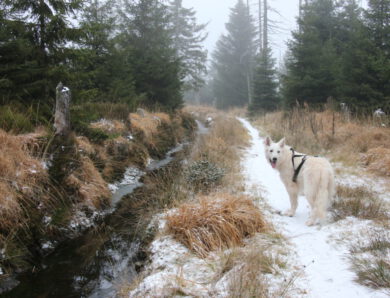 Winterwandern im Harz – unsere drei Lieblingstouren