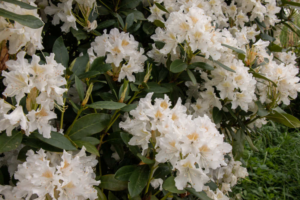 Rhododendron-Blüte im Osnabrücker Land