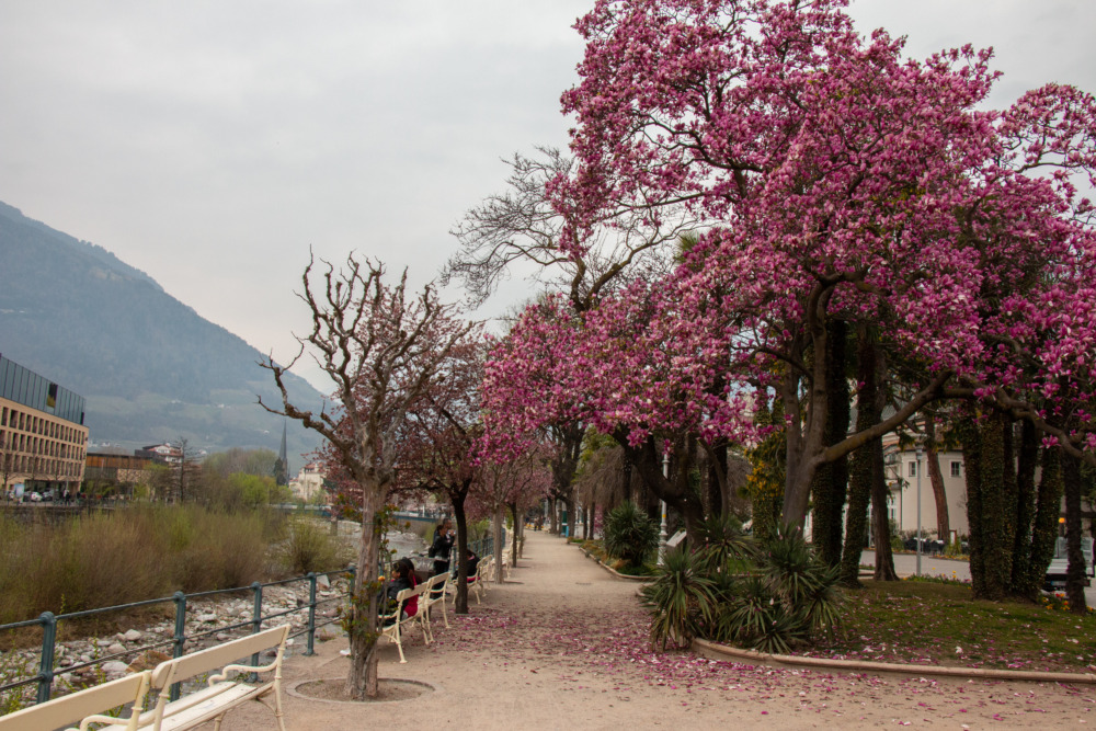 Magnolienblüte in Meran_Maddie unterwegs