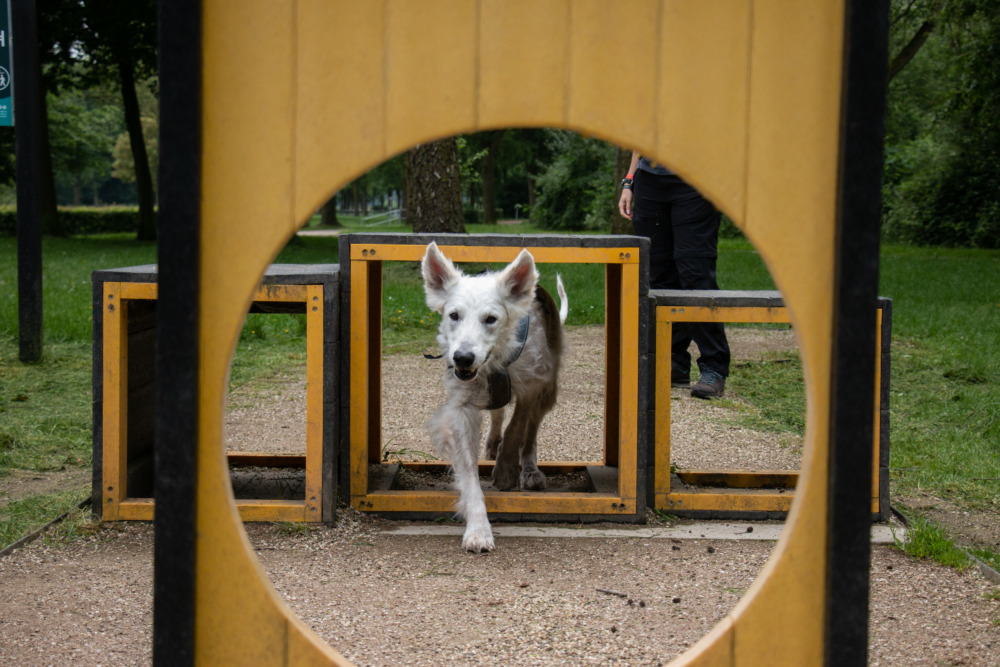 Agility Course am See Stroombroek (Leisurelands) im Achterhoek