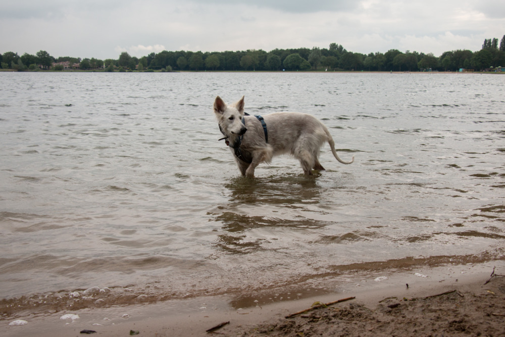 Agility Course am See Stroombroek (Leisurelands) im Achterhoek