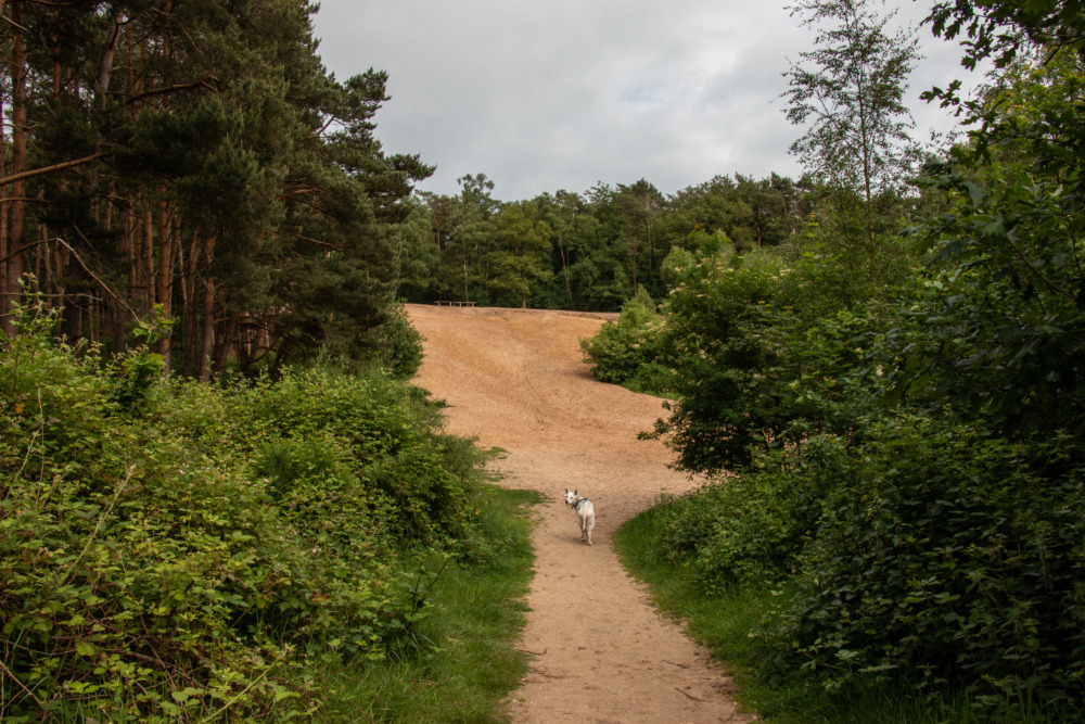 Hundefreilaufgebiet Bergerbos-Zonderbos Achterhoek